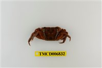 藏品(斑點擬相手蟹)的圖片